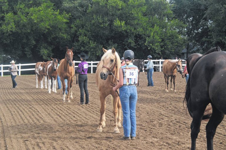 McQueen wins Western and Fun Horse Show